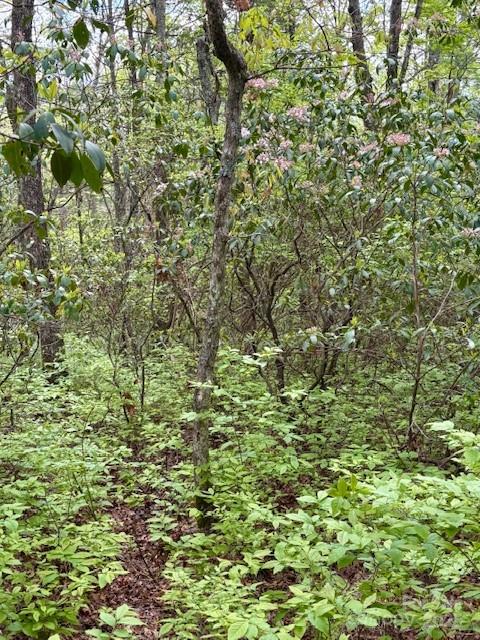 Fr 16 Opossum Path Brevard NC 28712