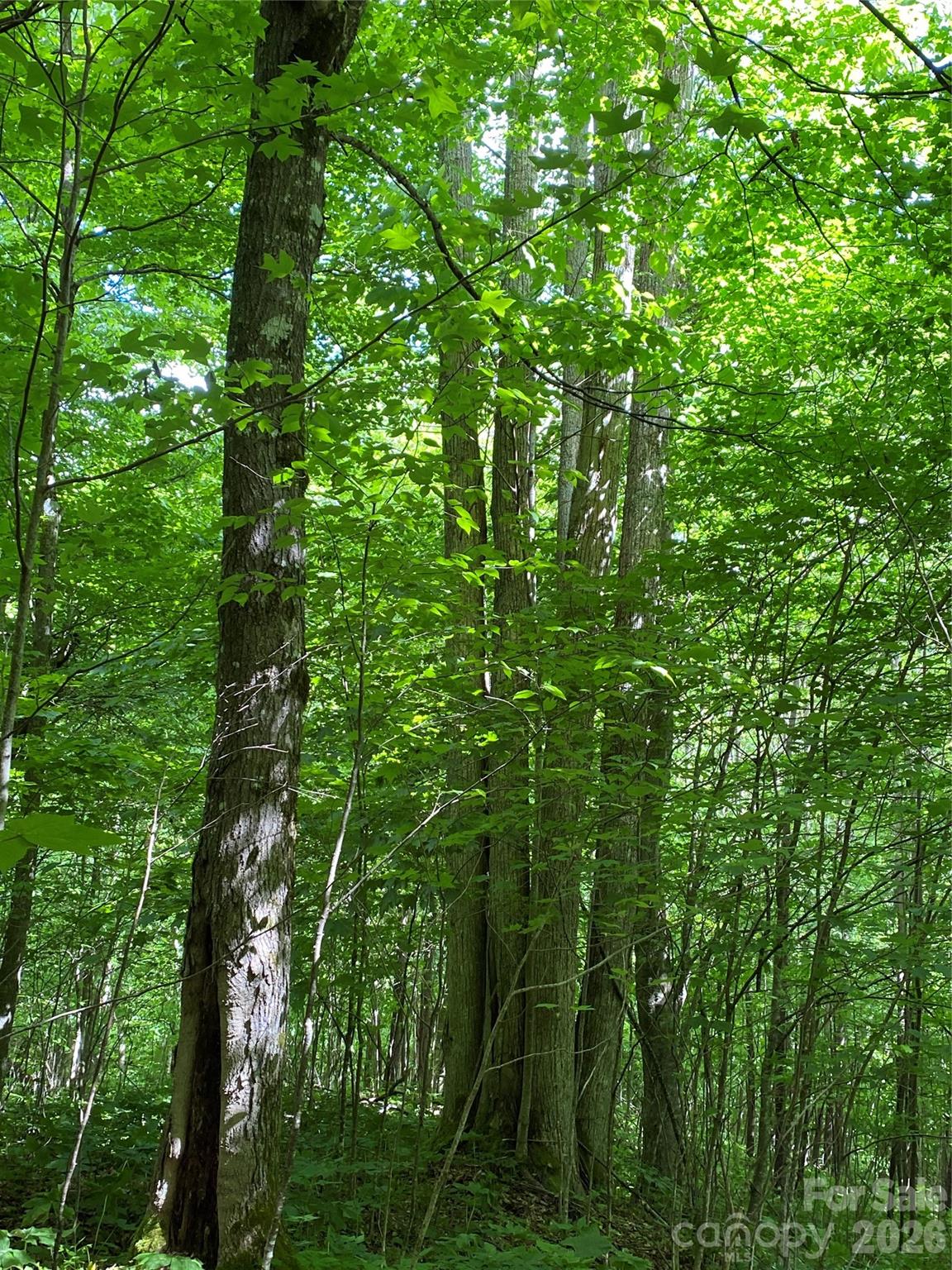 10 Mountain Gait Drive Mars Hill NC 28754