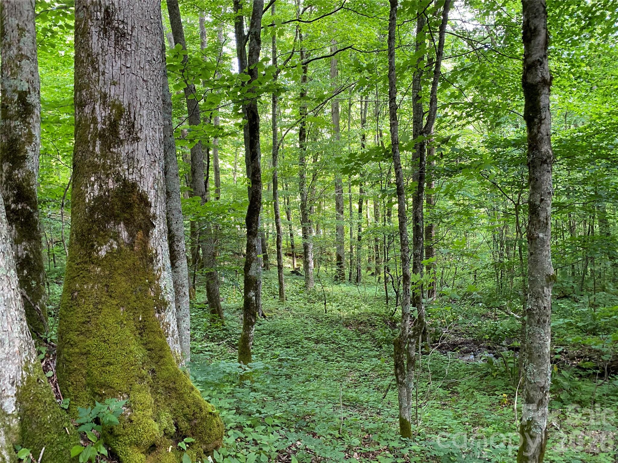 10 Mountain Gait Drive Mars Hill NC 28754