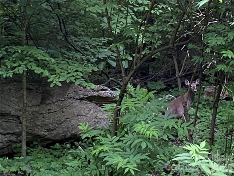 10 Mountain Gait Drive Mars Hill NC 28754