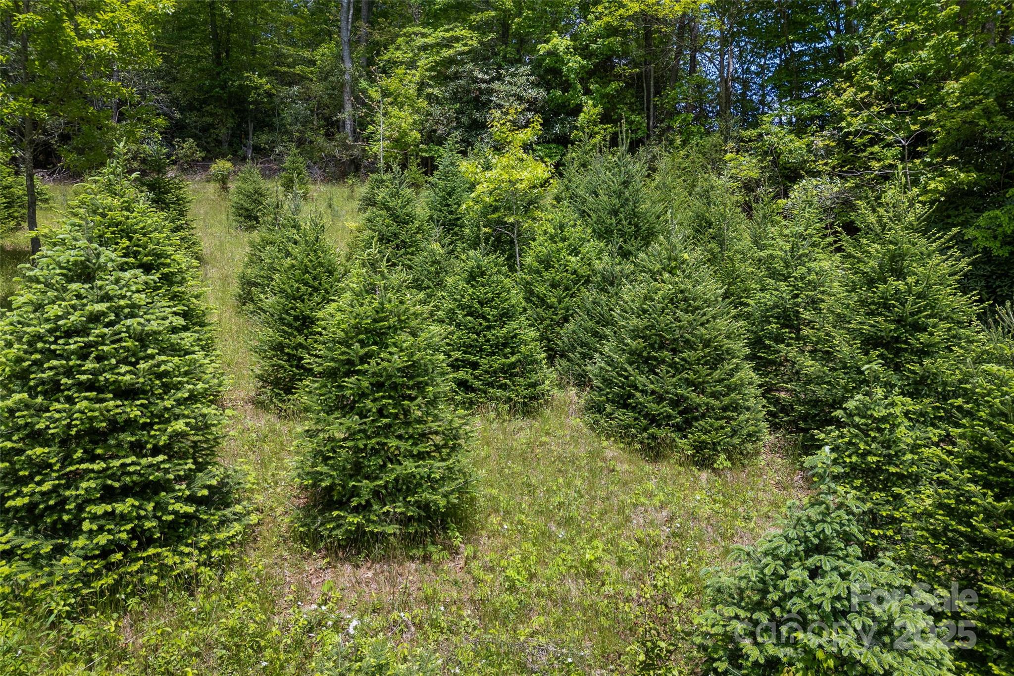 1557 Shoal Creek Road Balsam Grove NC 28708