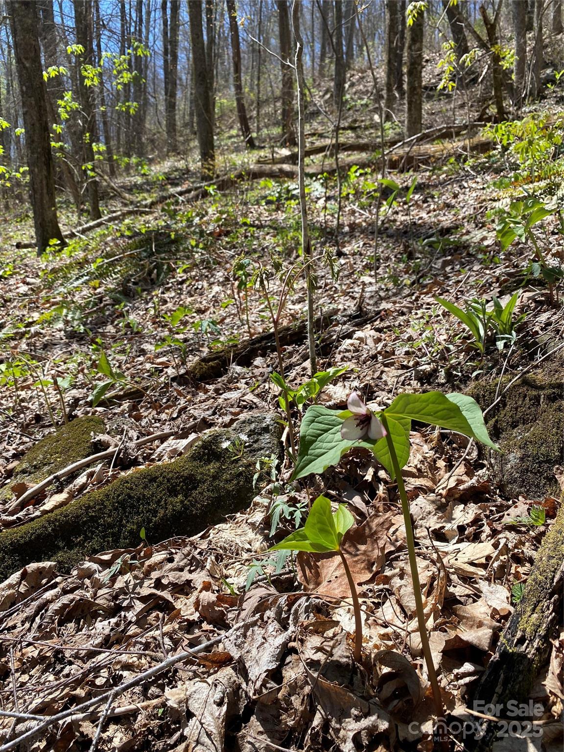 99999 Chestnut Forest Road Fairview NC 28730
