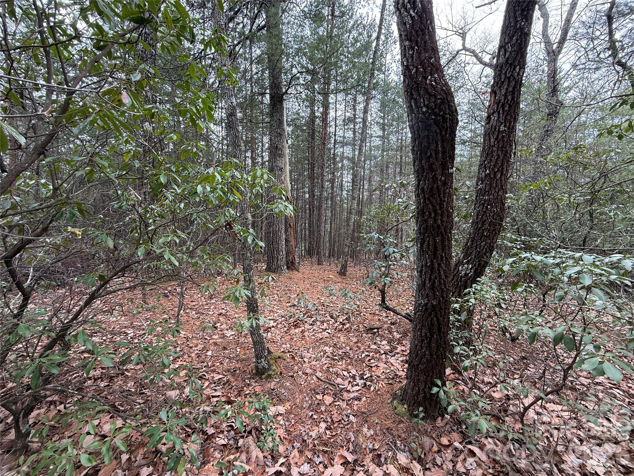 Tbd Deer Antler Drive Purlear NC 28665