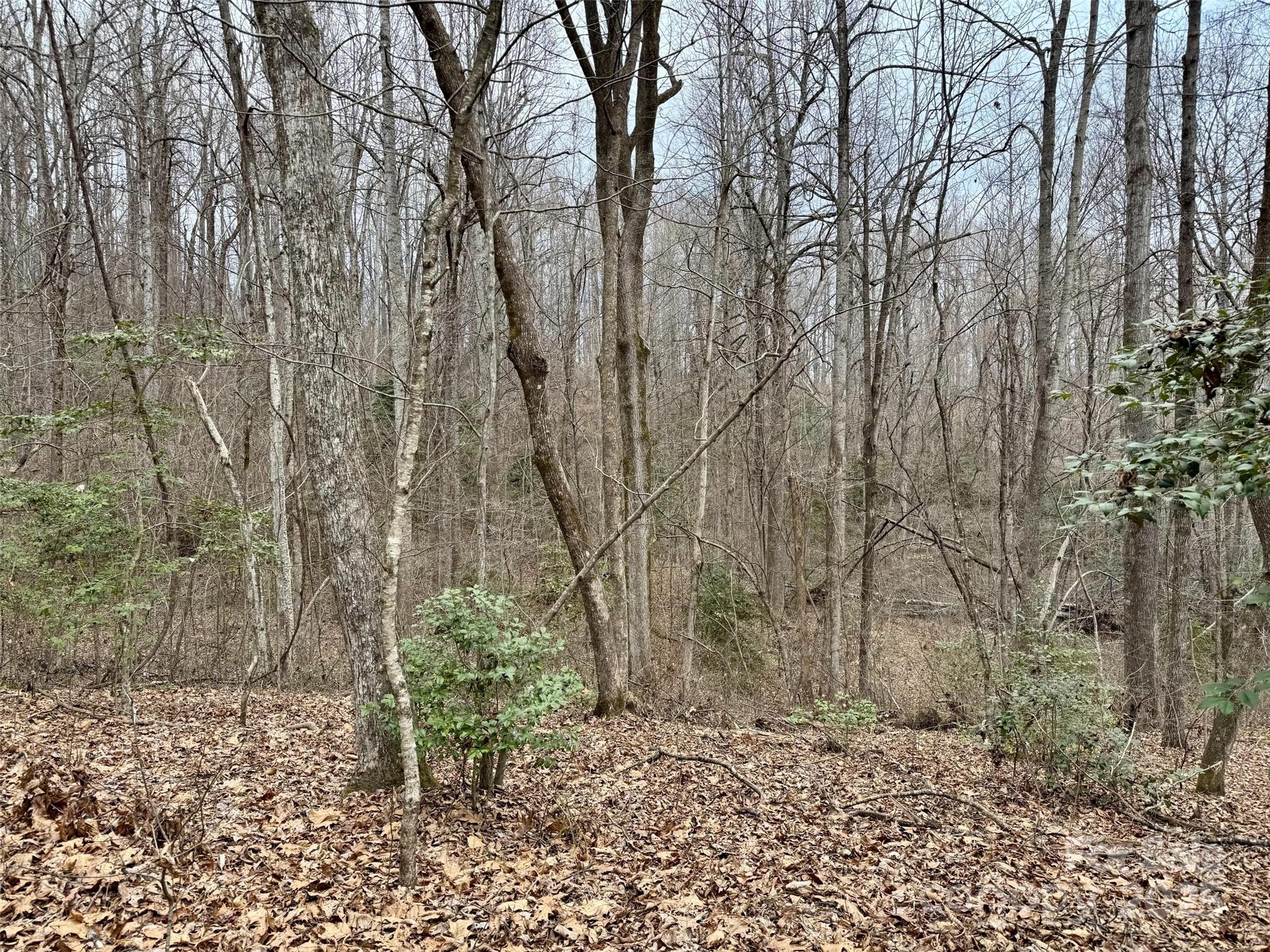 000 Orchard Mountain Road Saluda NC 28773