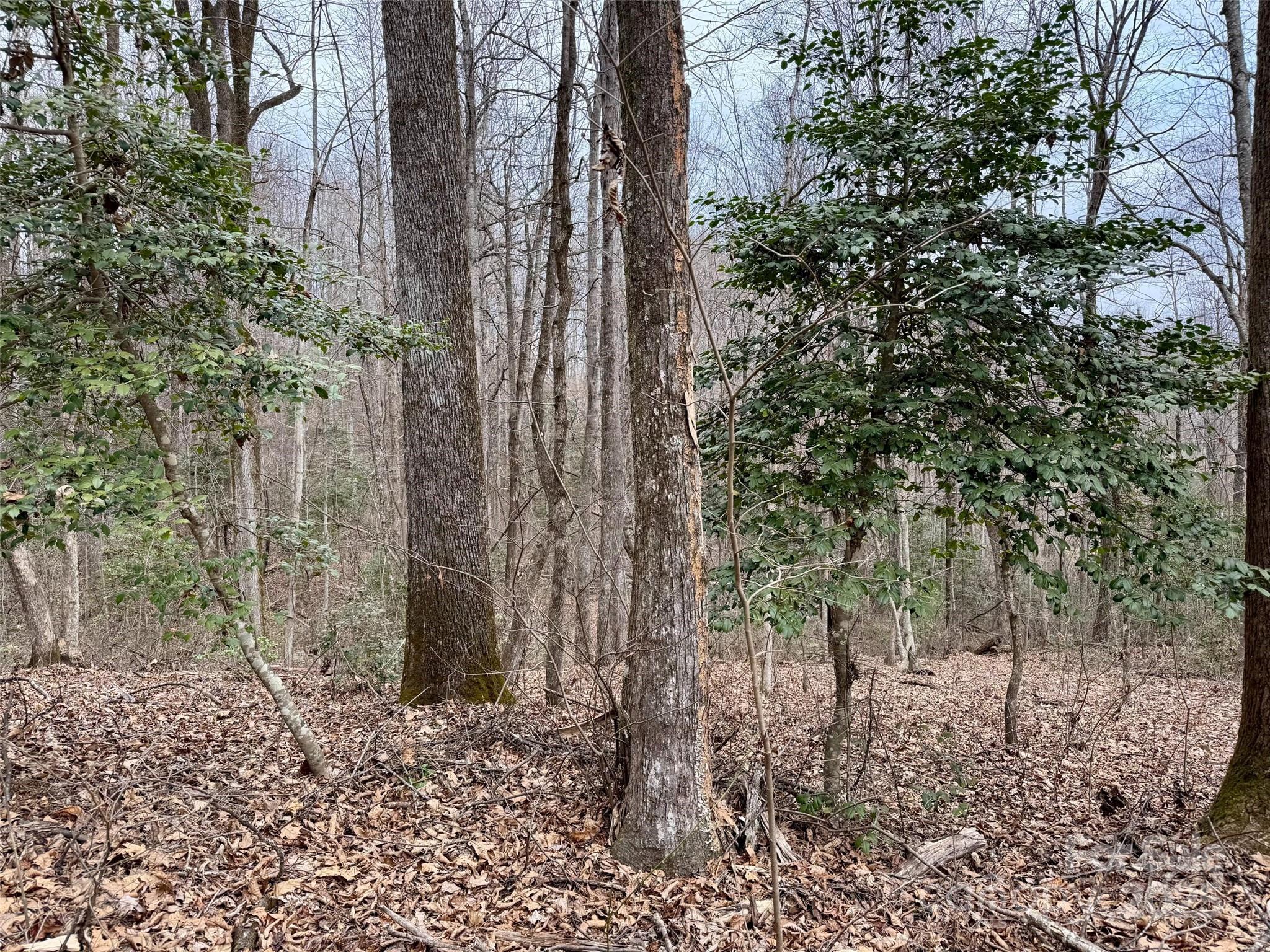 000 Orchard Mountain Road Saluda NC 28773