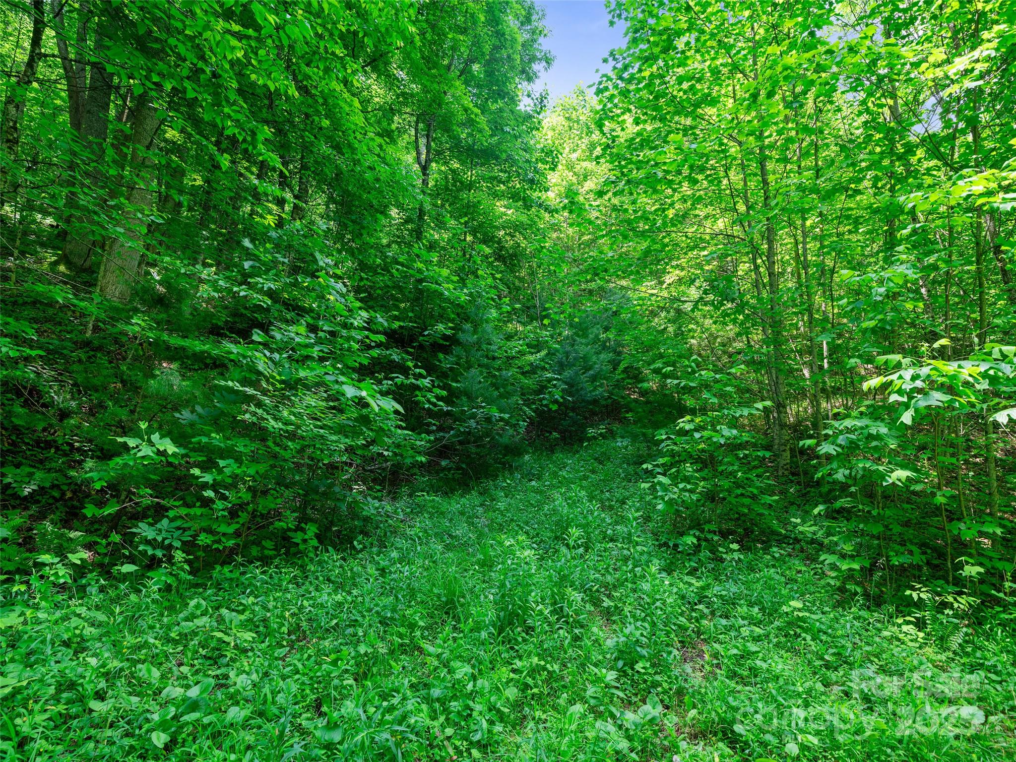 #3 Tbd Lotties Creek Road Burnsville NC 28714