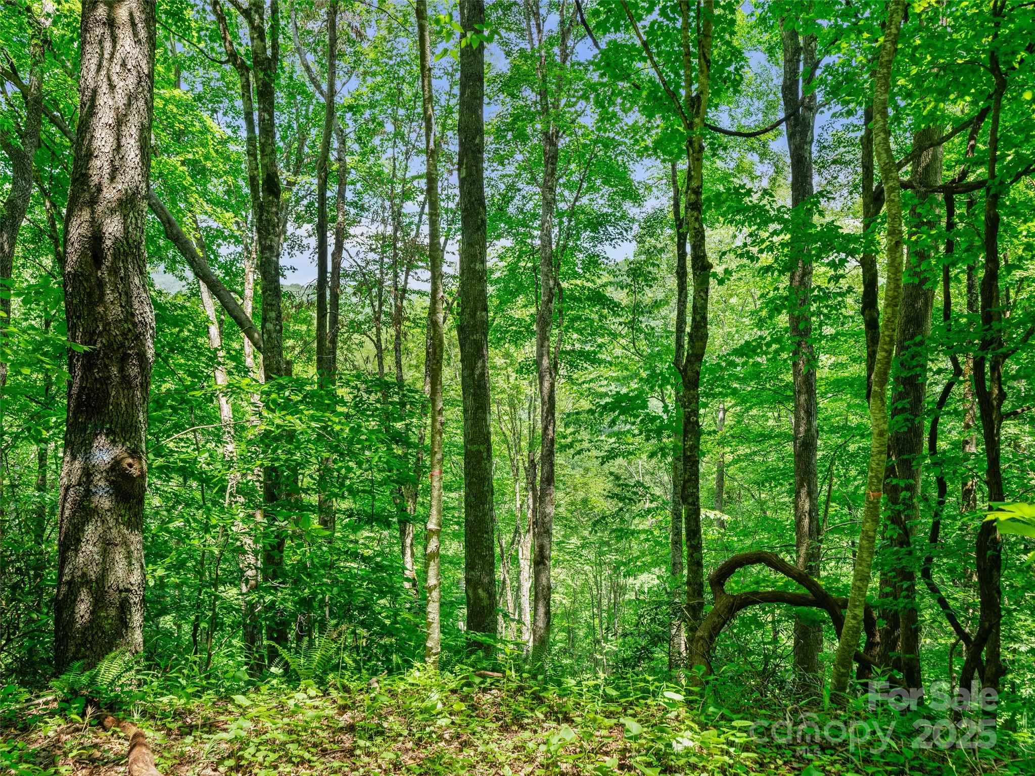 #3 Tbd Lotties Creek Road Burnsville NC 28714