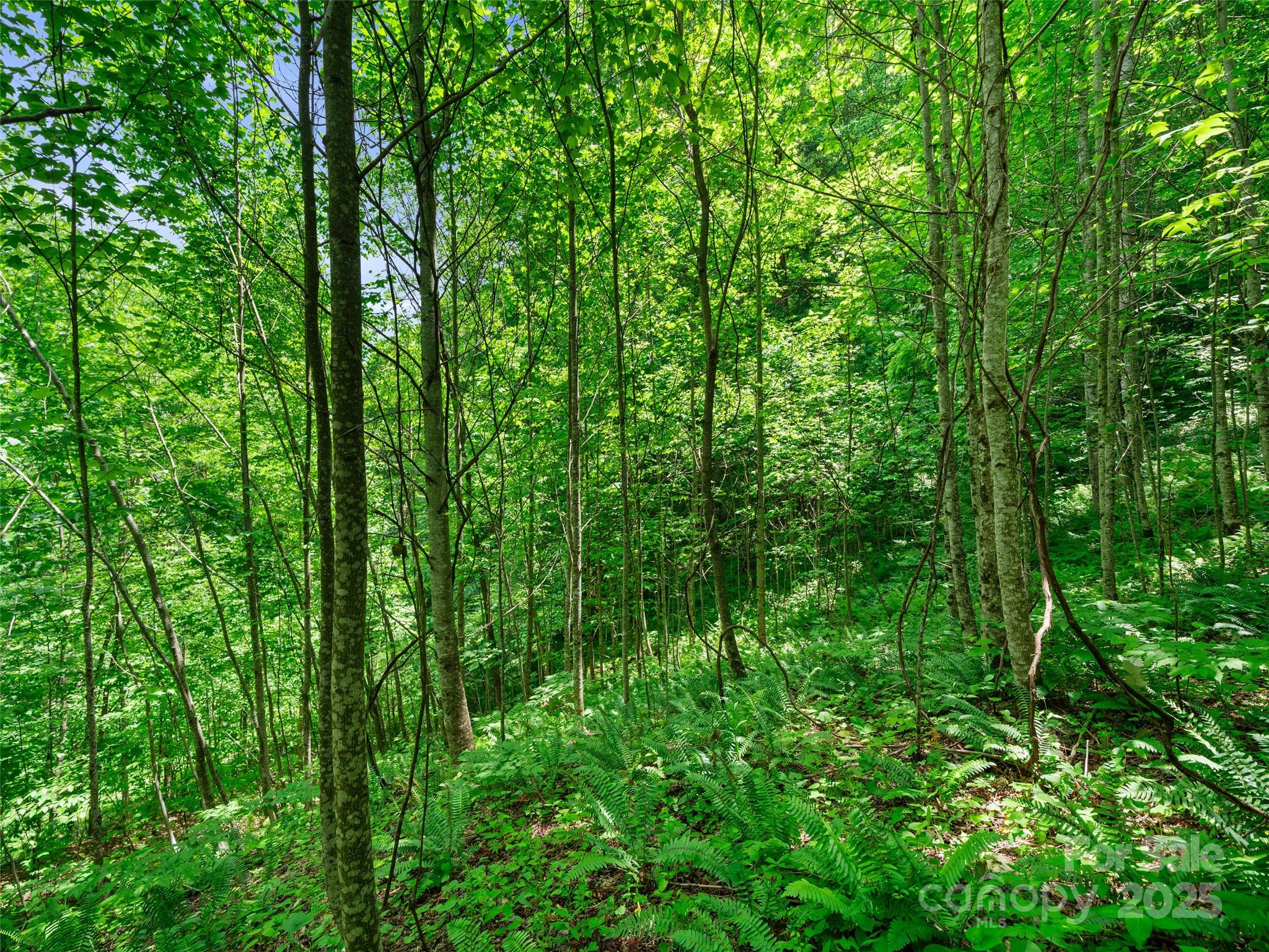 #3 Tbd Lotties Creek Road Burnsville NC 28714