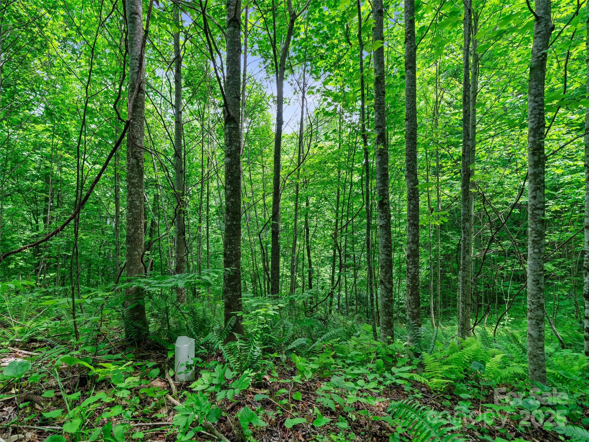 #3 Tbd Lotties Creek Road Burnsville NC 28714