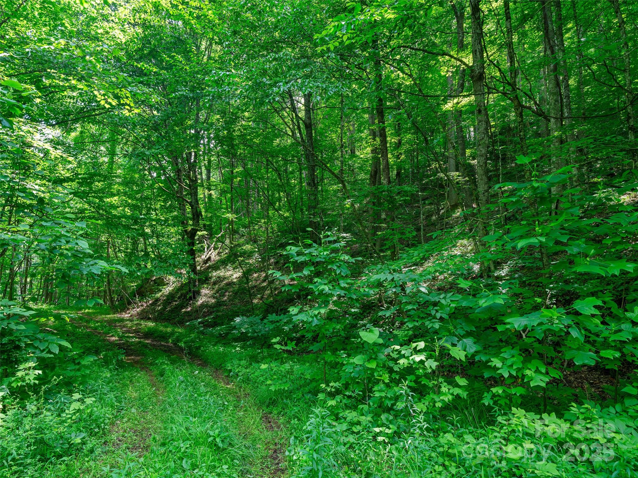 #3 Tbd Lotties Creek Road Burnsville NC 28714