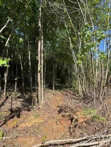 Lot 54 Billings Hill Church Road Traphill NC 28683