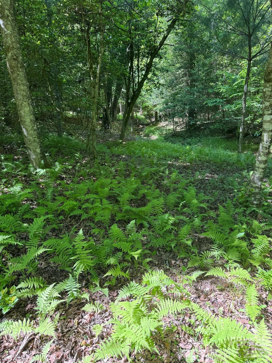 Lot 54 Billings Hill Church Road Traphill NC 28683