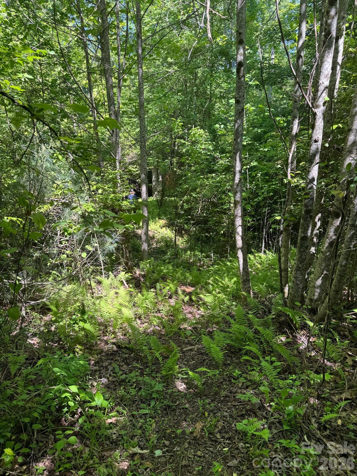 Lot 54 Billings Hill Church Road Traphill NC 28683