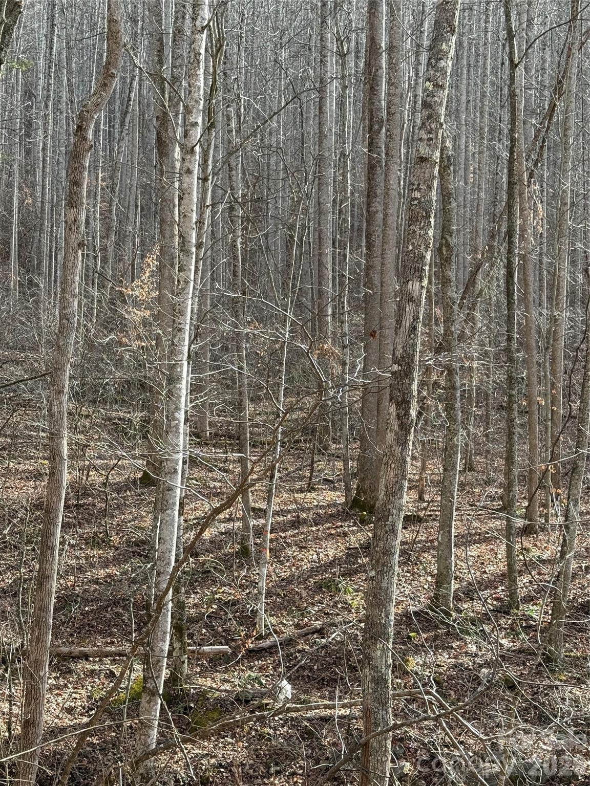 00000 Martins Creek Road Barnardsville NC 28709