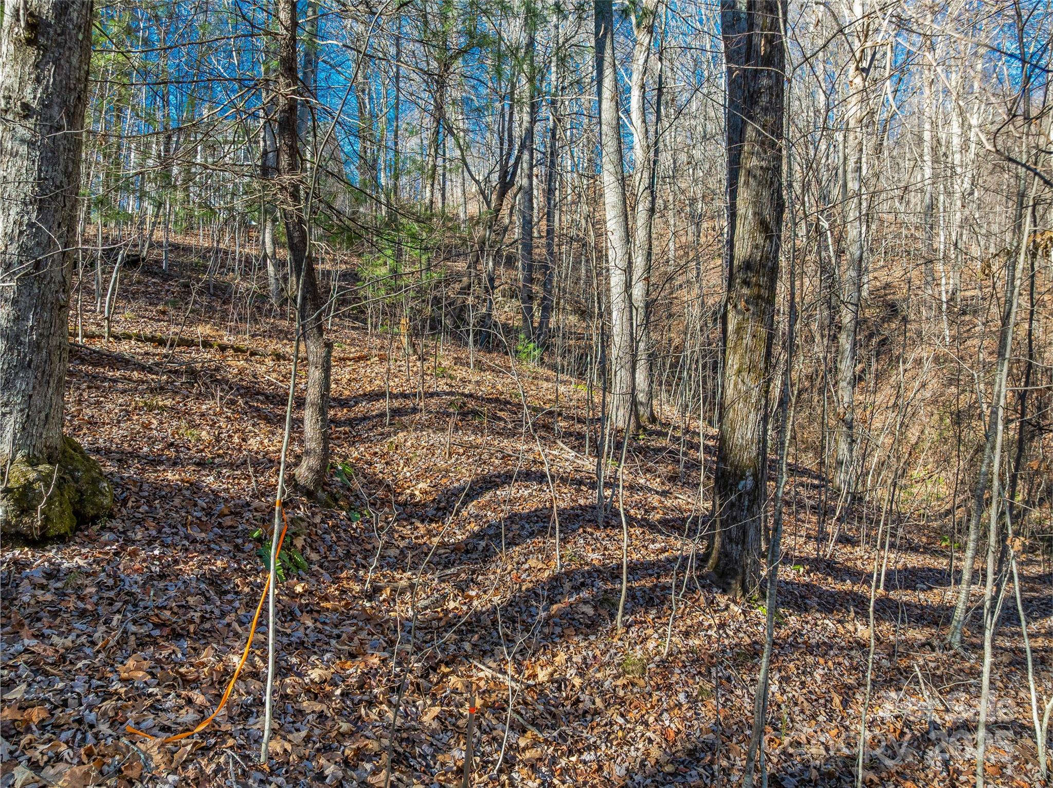 Tbd Ladys Fern Trail Laurel Park NC 28739