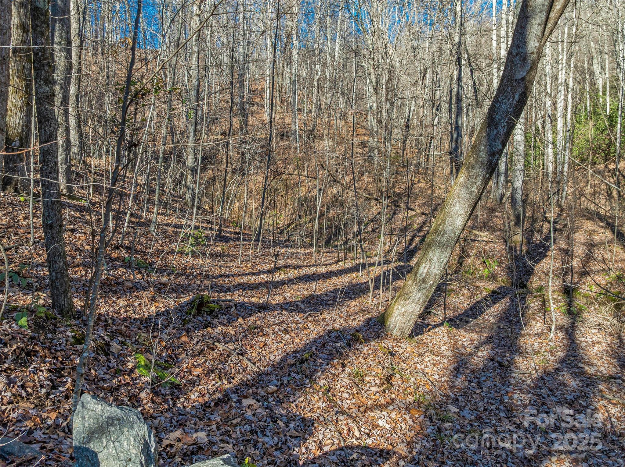 Tbd Ladys Fern Trail Laurel Park NC 28739
