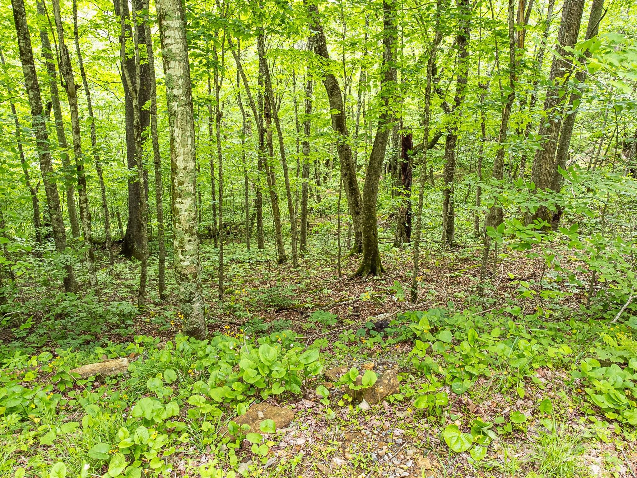 65 Bee Tree Lane Mars Hill NC 28754