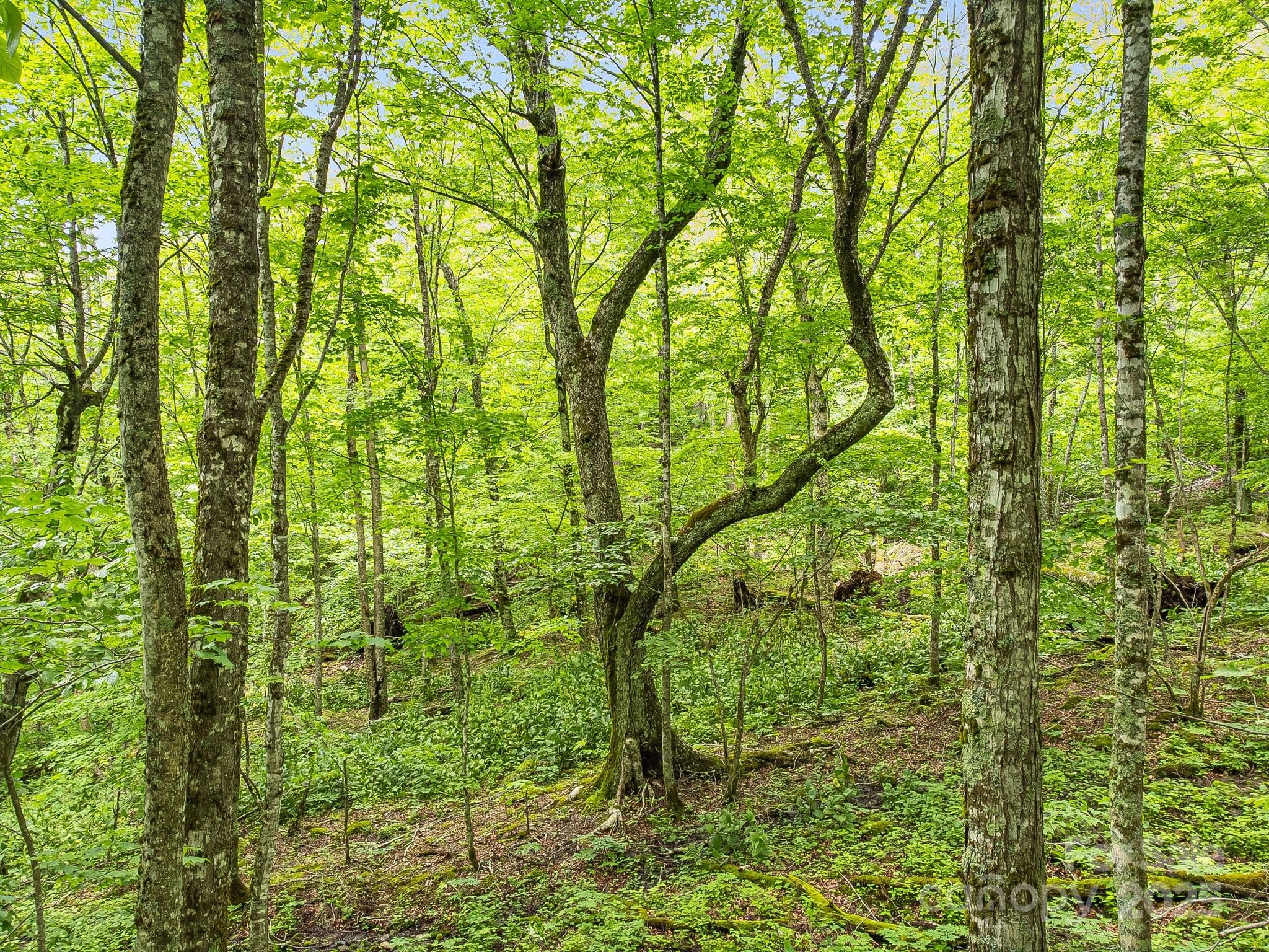 65 Bee Tree Lane Mars Hill NC 28754
