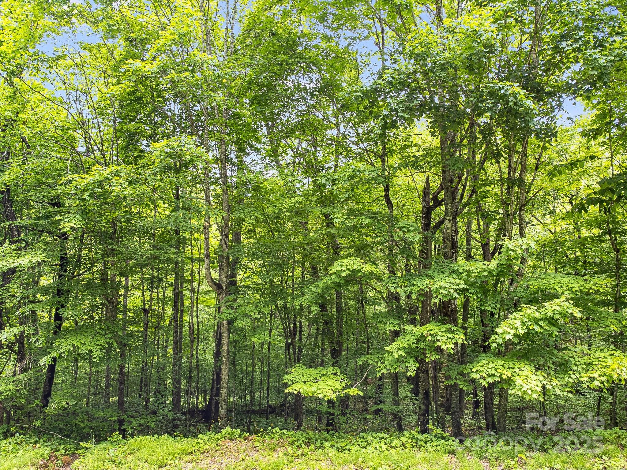 65 Bee Tree Lane Mars Hill NC 28754