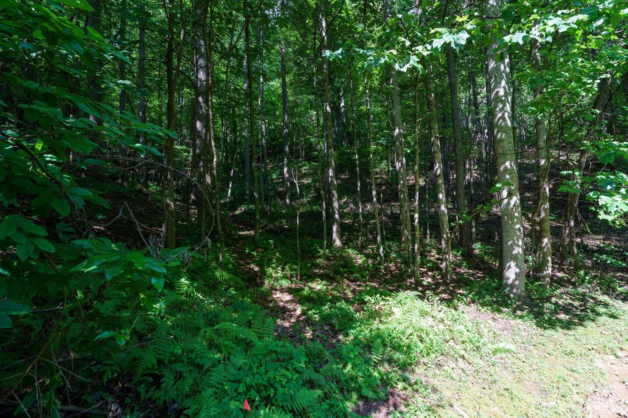 317 Boundary Tree Pass Arden NC 28704