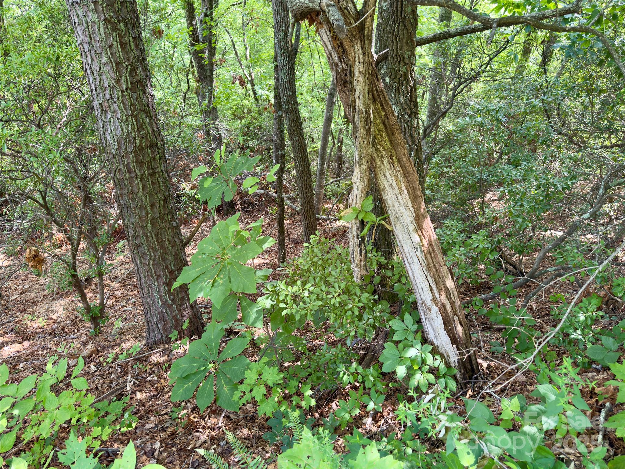 94 Galax Drive Black Mountain NC 28711