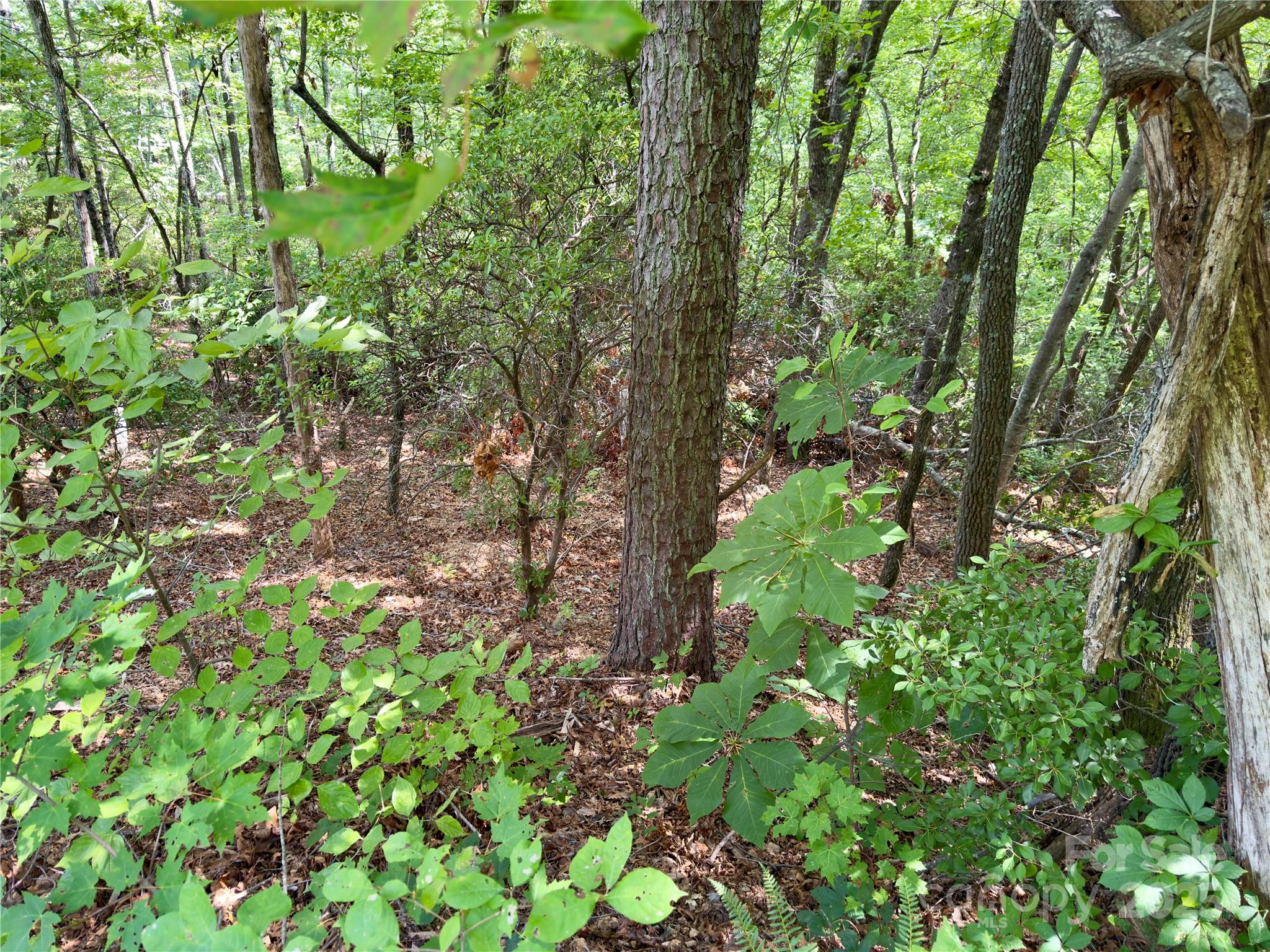 94 Galax Drive Black Mountain NC 28711