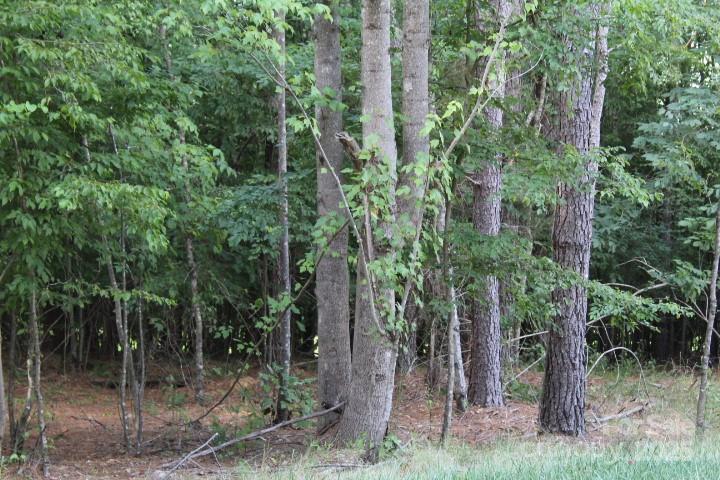218 Table Rock Trace NW Valdese NC 28690