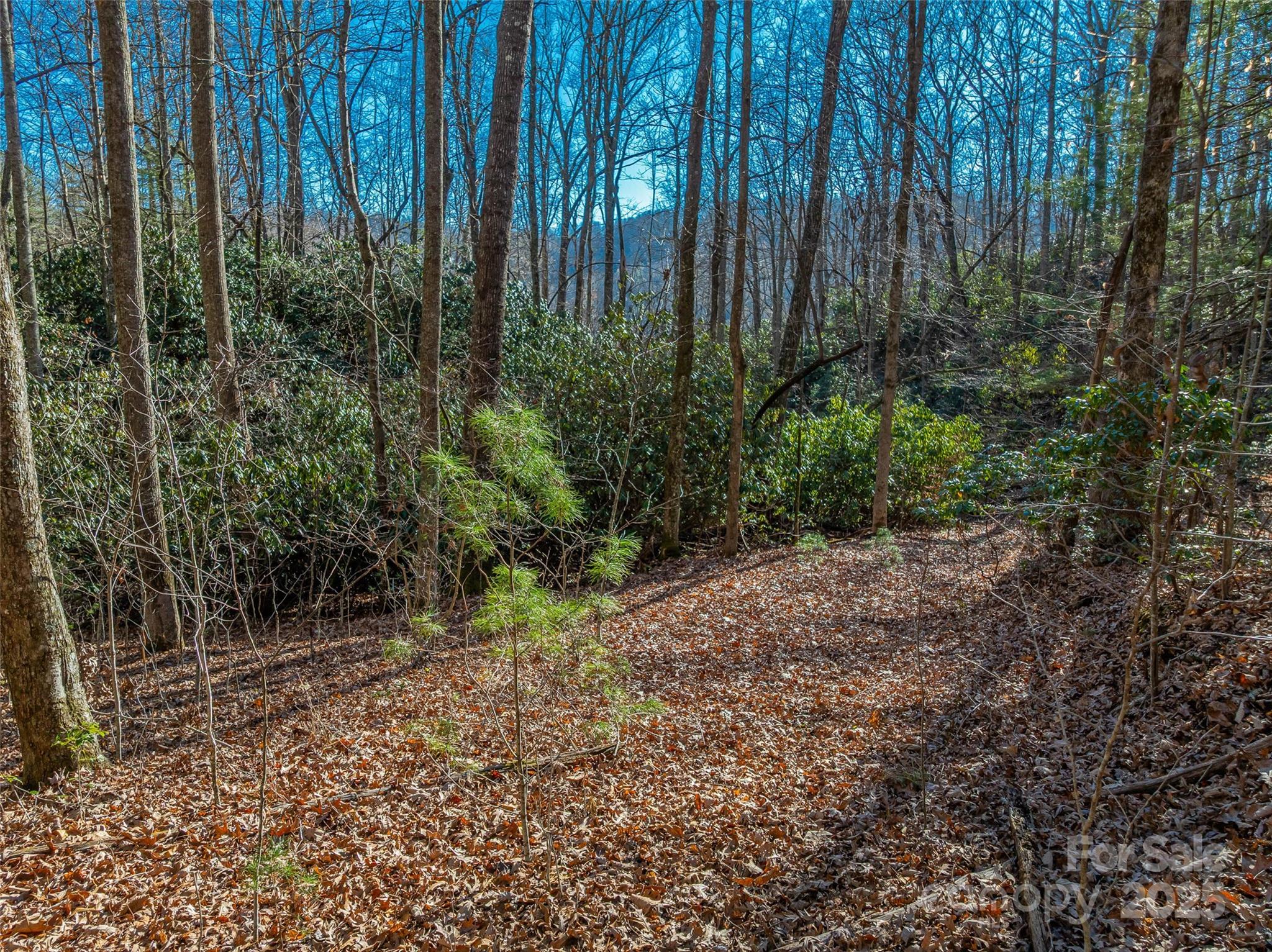 Tbd Ladys Fern Trail Laurel Park NC 28739