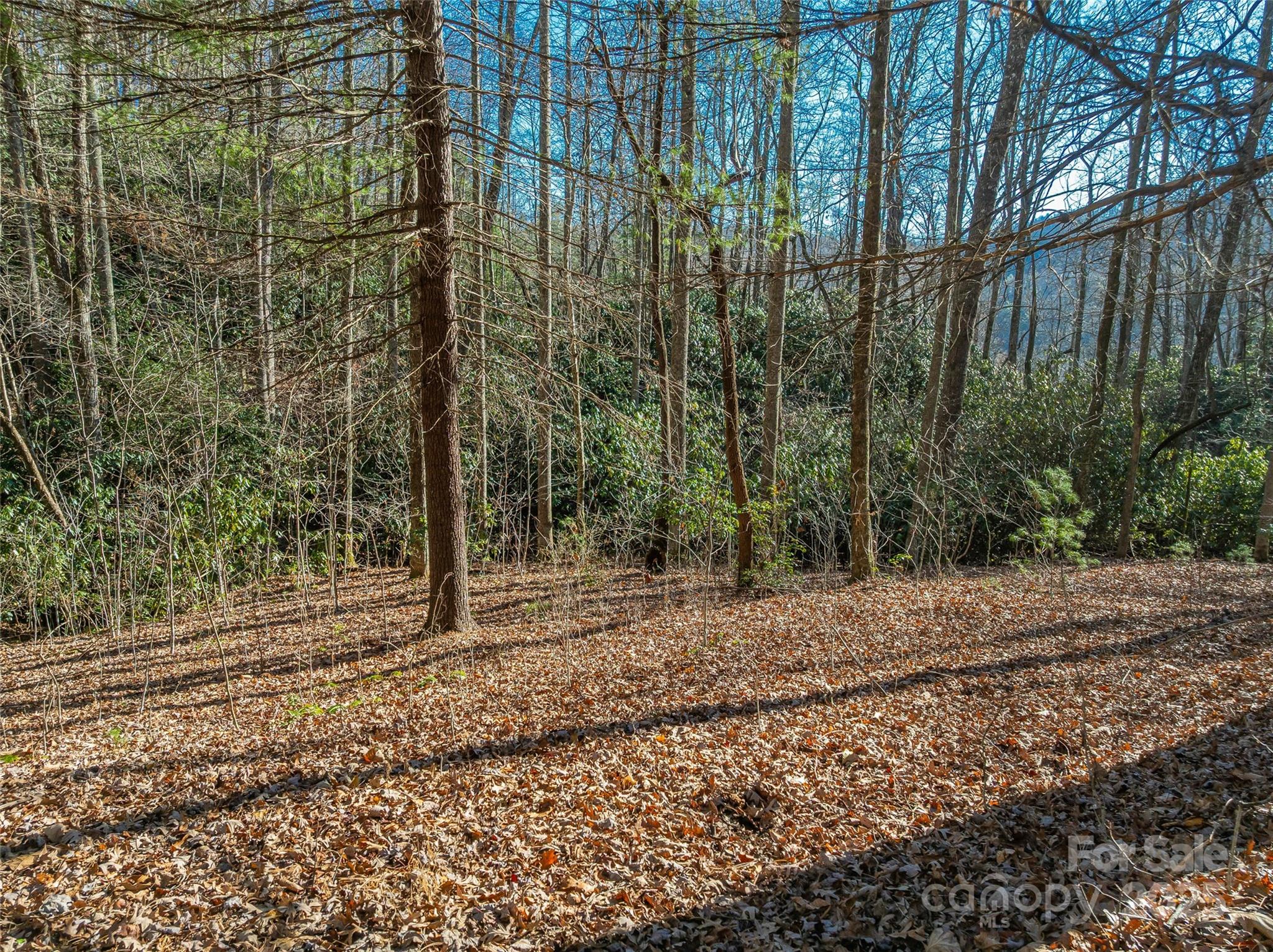 Tbd Ladys Fern Trail Laurel Park NC 28739