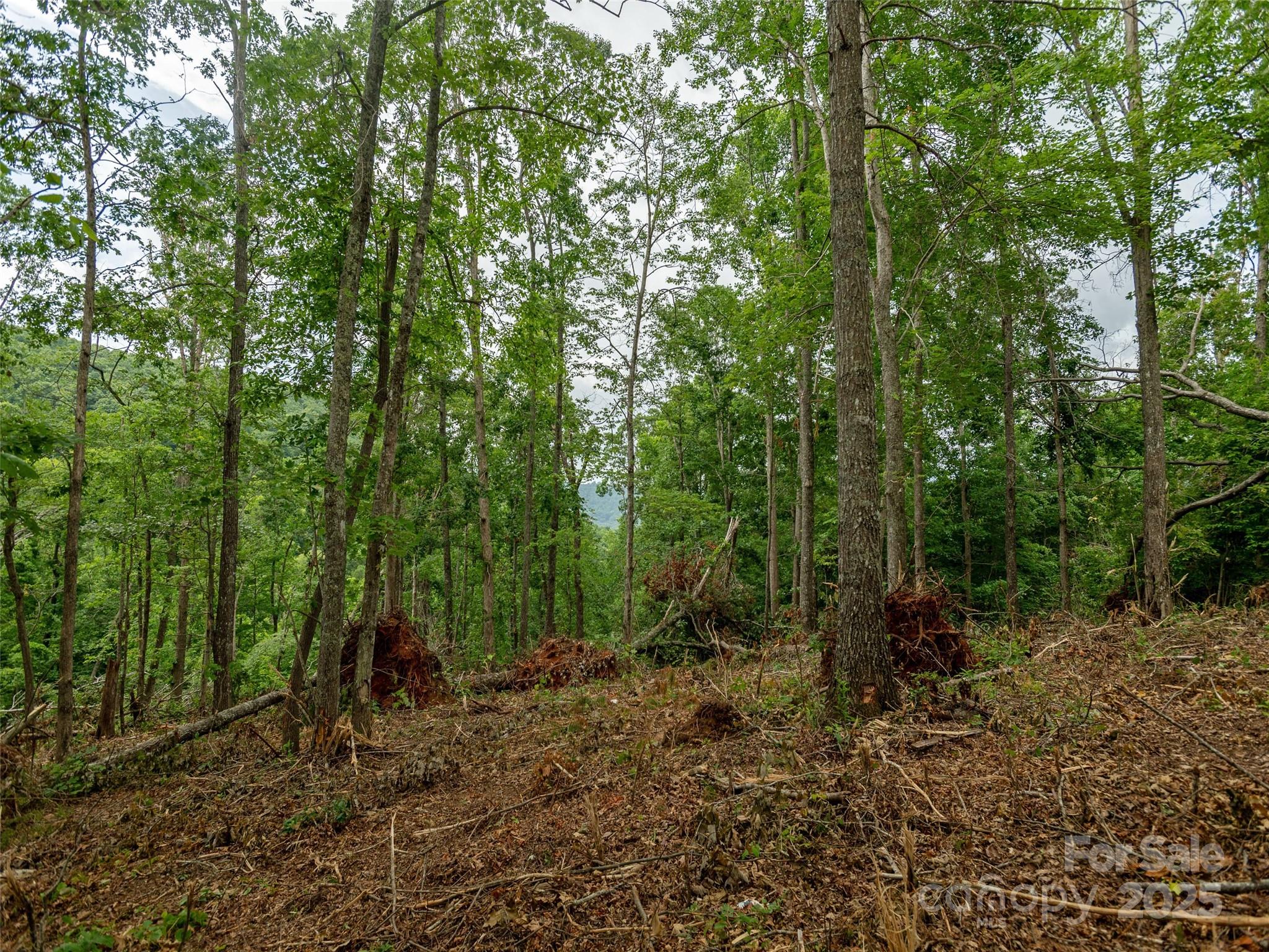 28 Windcliff Drive Asheville NC 28803