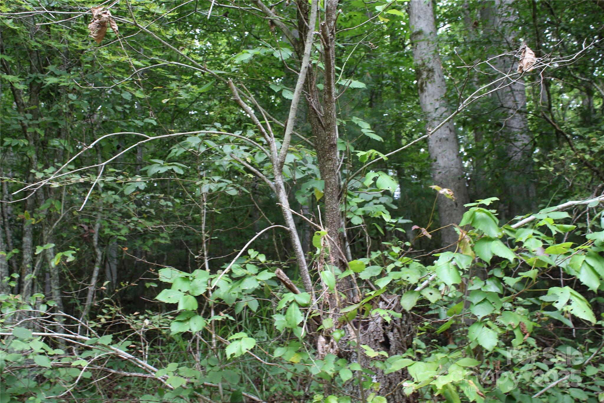 Lot 2 Cody Road Marshall NC 28753