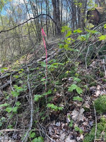 Lot# 34 Buckeye Creek Road Beech Mountain NC 28622