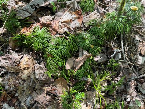 Lot# 34 Buckeye Creek Road Beech Mountain NC 28622