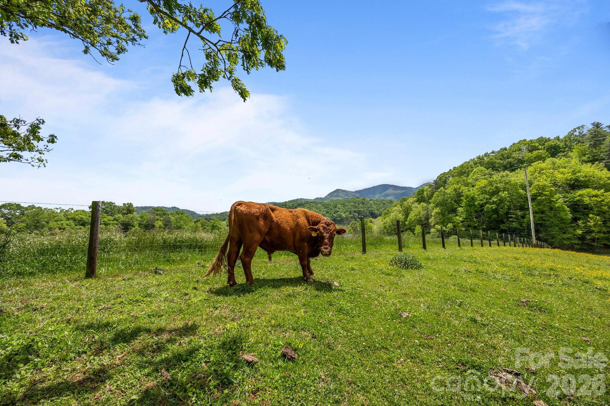 411 Big Sandy Mush Road Leicester NC 28748