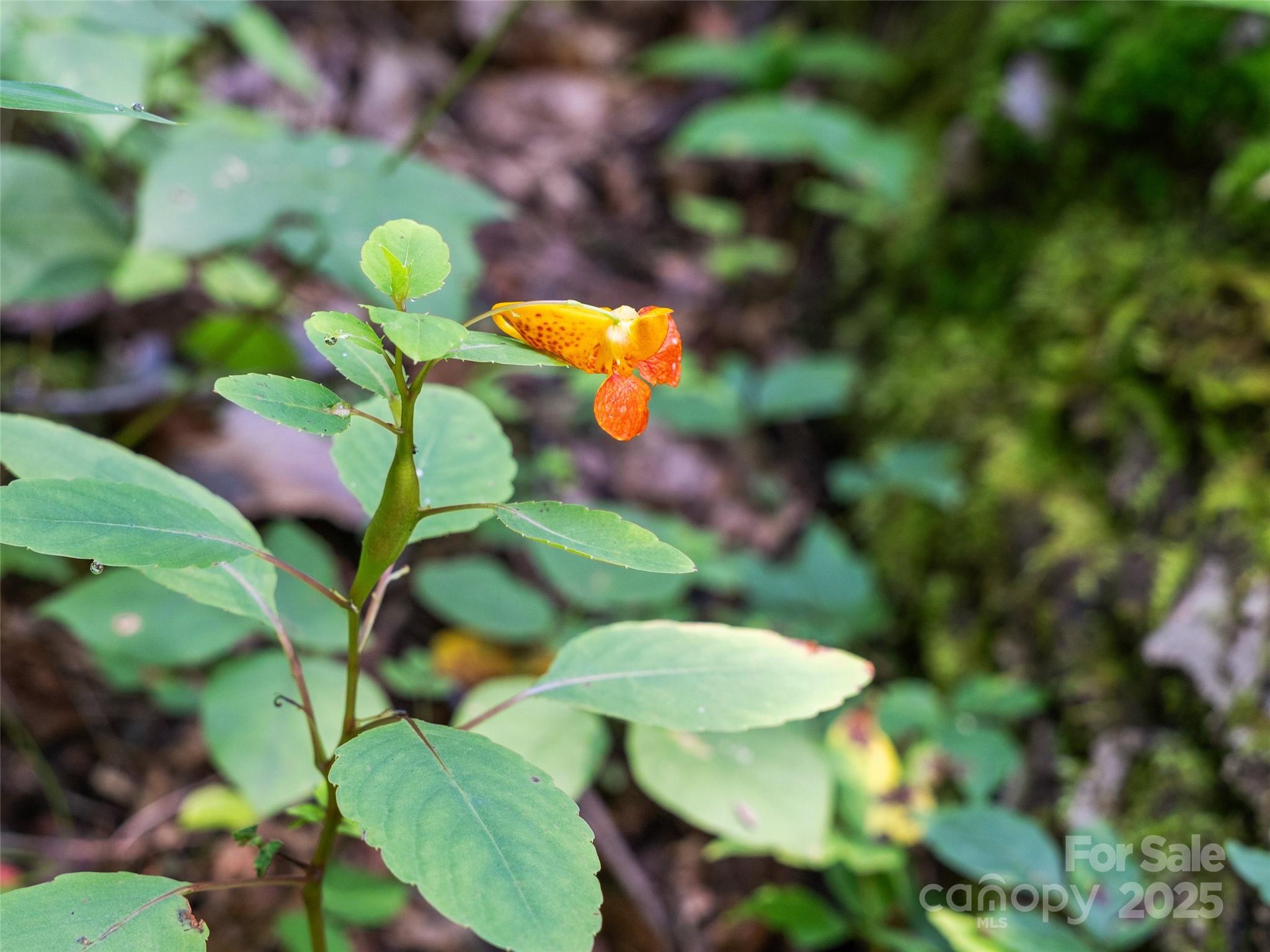 Lot 69 Falling Glen Drive Waynesville NC 28785