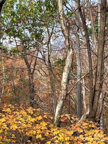 V/l Lot 72 & 170 Black Lark Drive Marion NC 28752