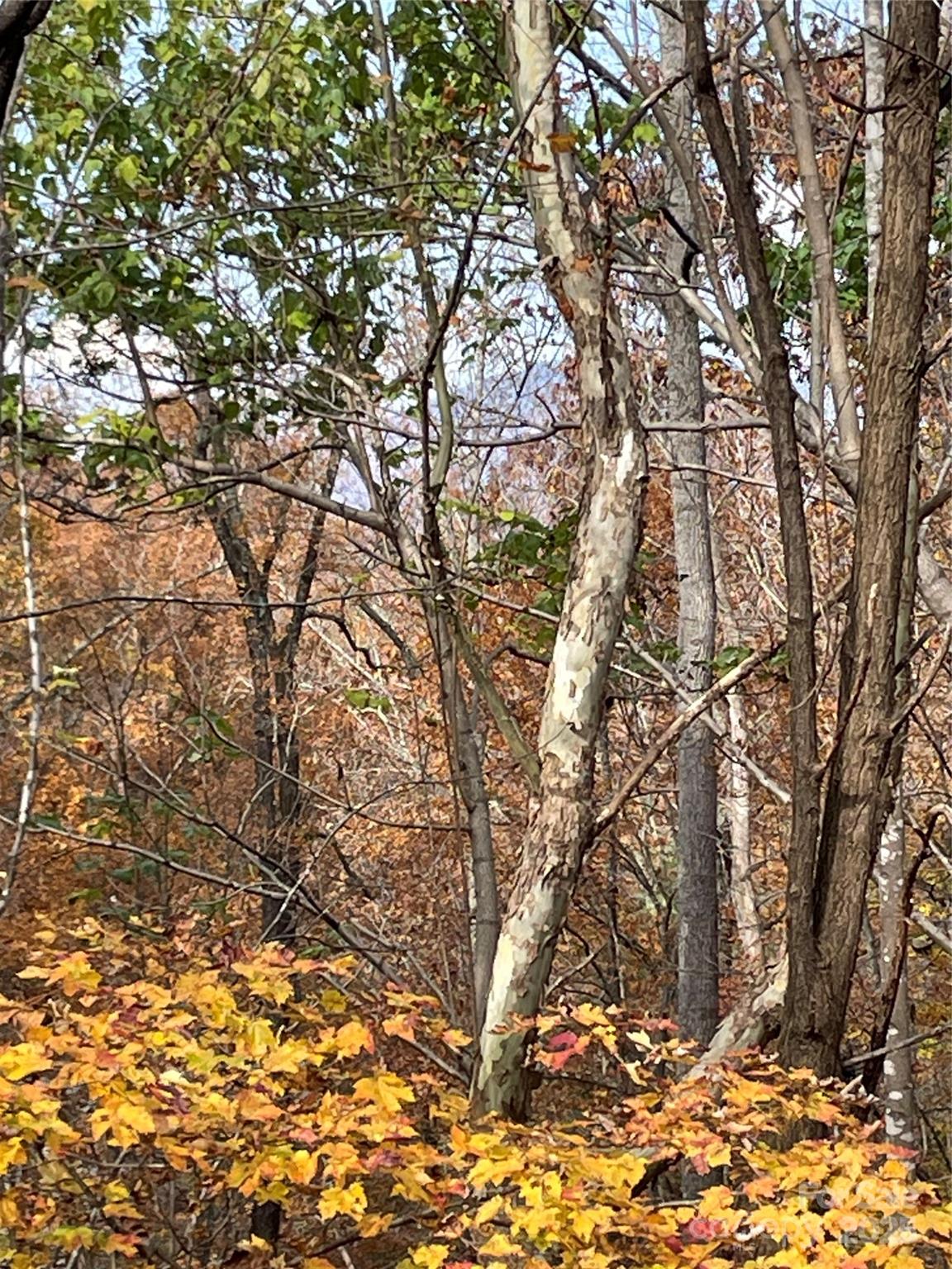 V/l Lot 72 & 170 Black Lark Drive Marion NC 28752