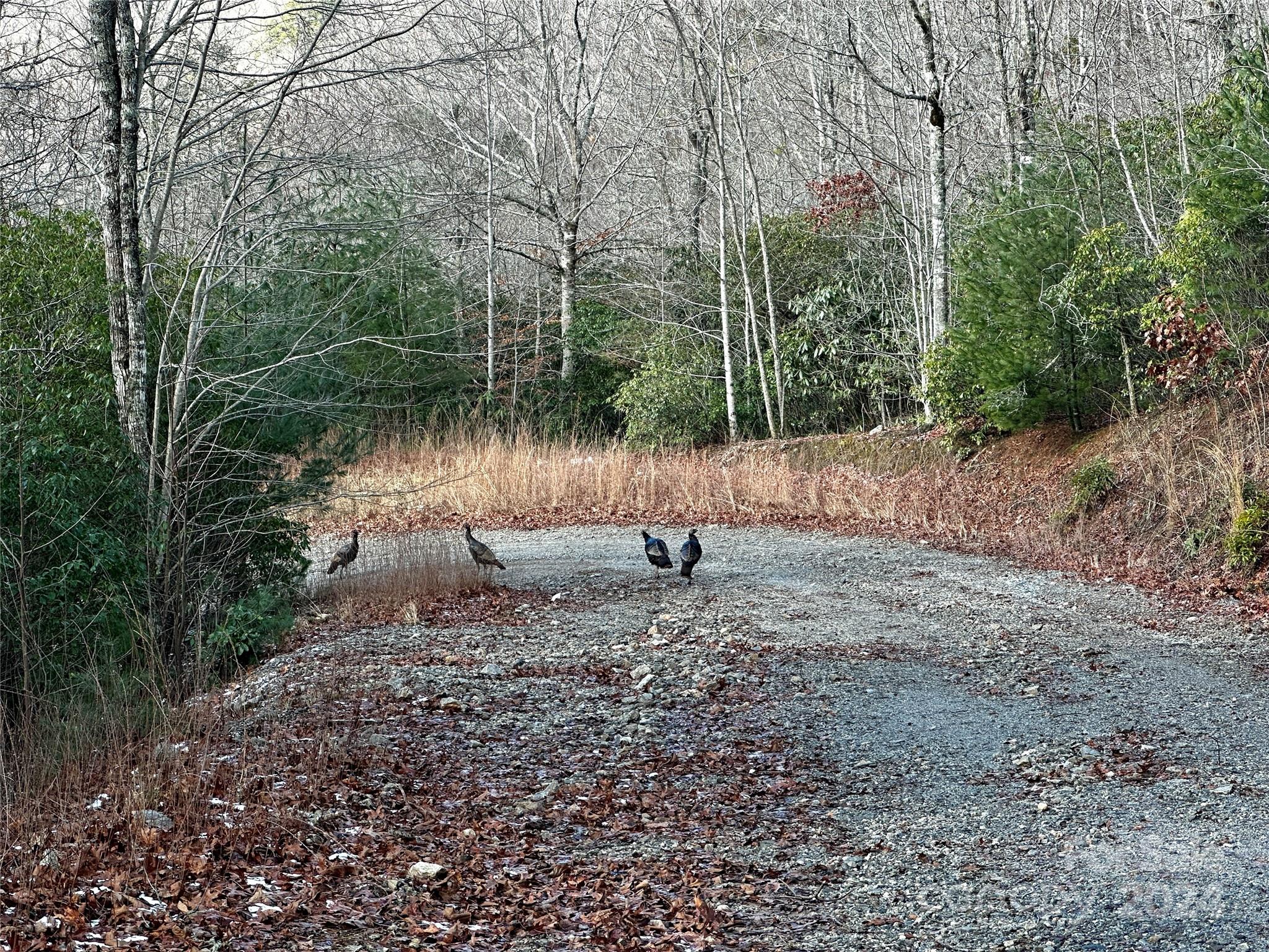 Lot 47 N Nickajack Road Franklin NC 28734