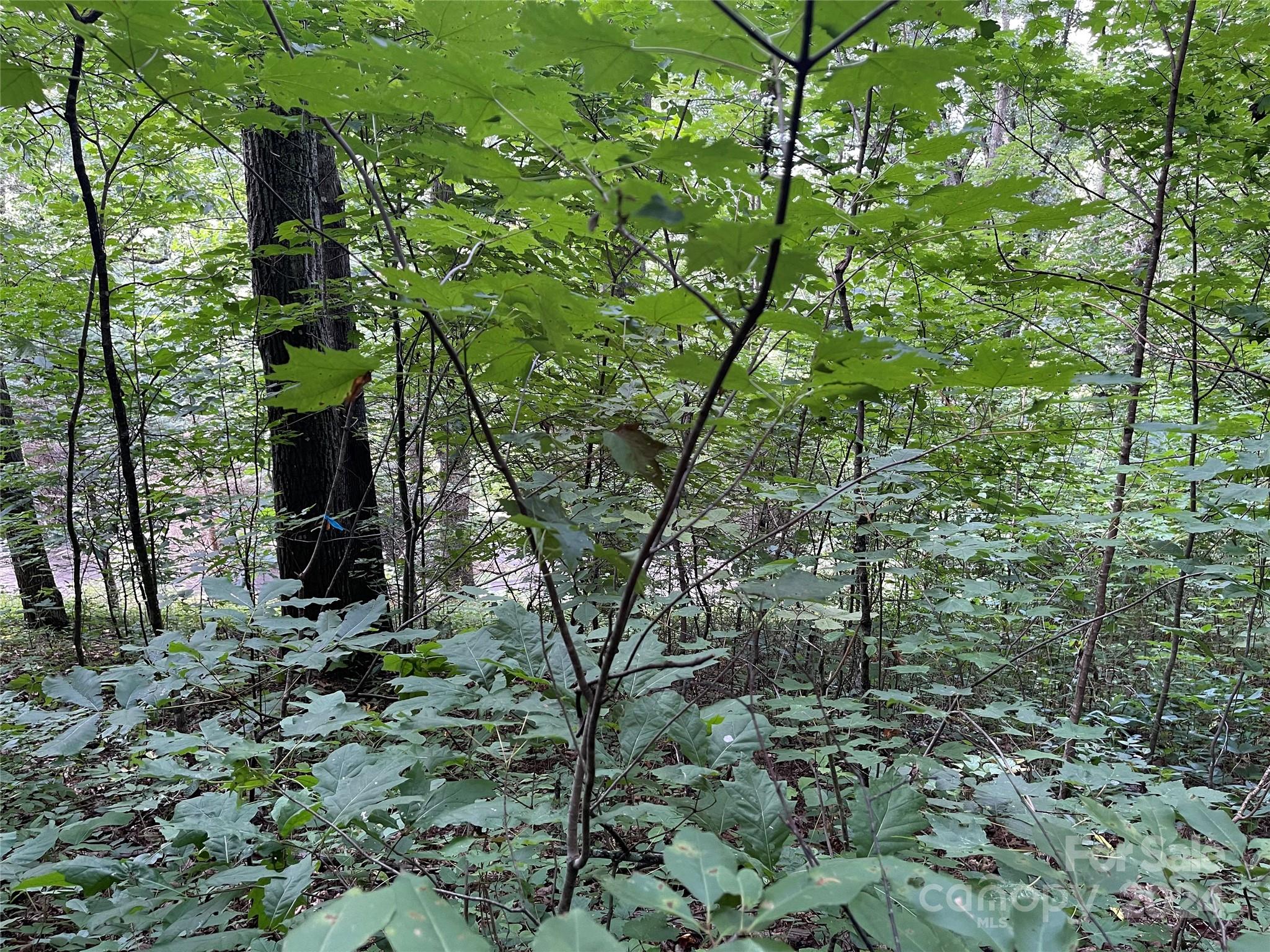Tbd Friendly Acres Drive Waynesville NC 28786