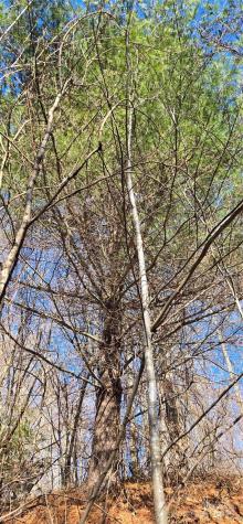 Lot 1 Turtle Rock Lane Waynesville NC 28785