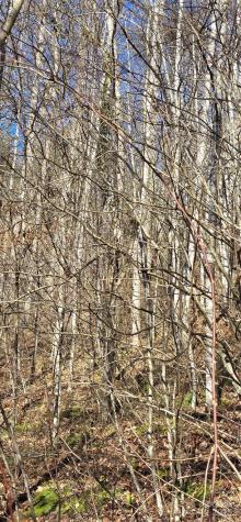 Lot 1 Turtle Rock Lane Waynesville NC 28785