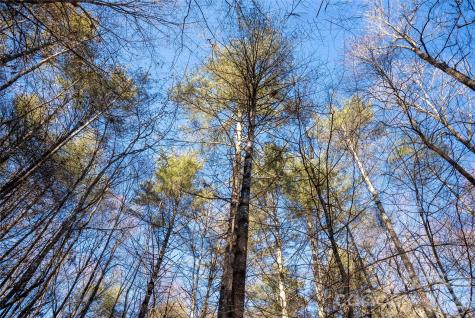 L11 Deerlake Road Brevard NC 28712