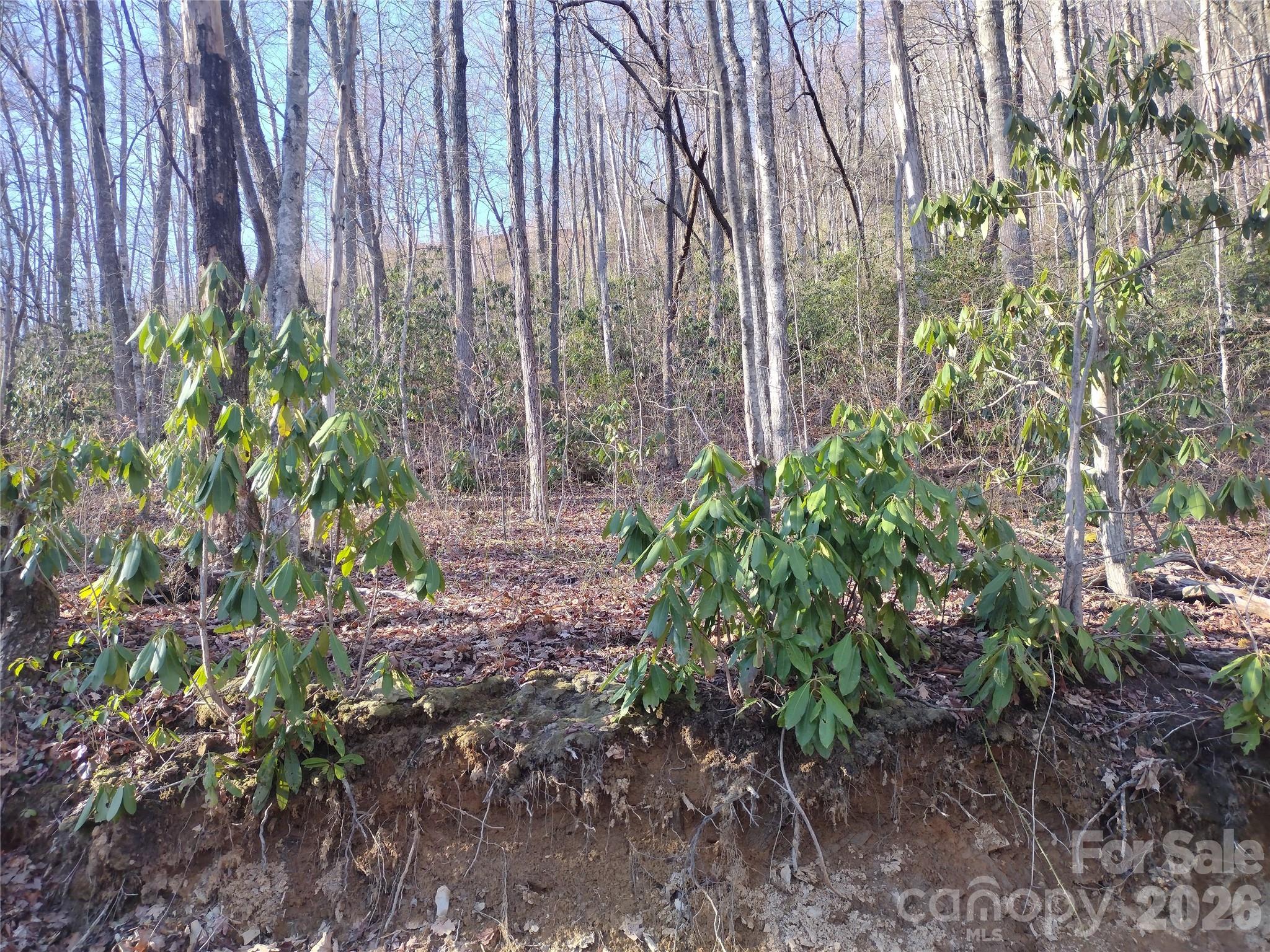 241 Bloom Trail Sylva NC 28779