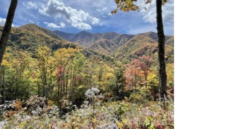 241 Bloom Trail Sylva NC 28779