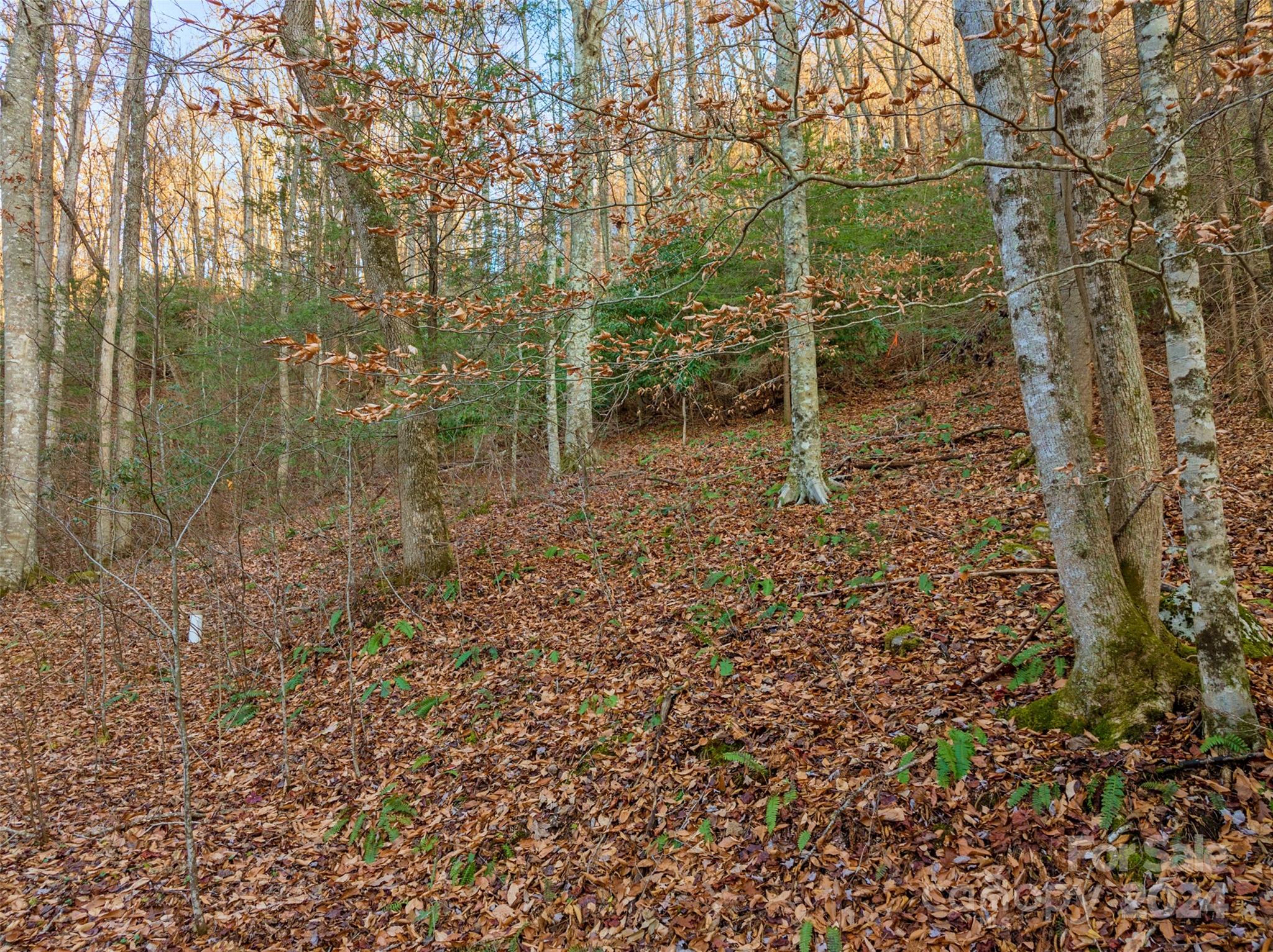 370 Cabin Creek Trail Mars Hill NC 28754
