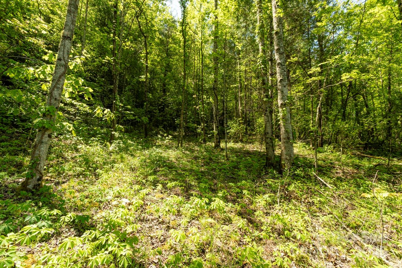 Off Of Locust Creek Road Sylva NC 28779