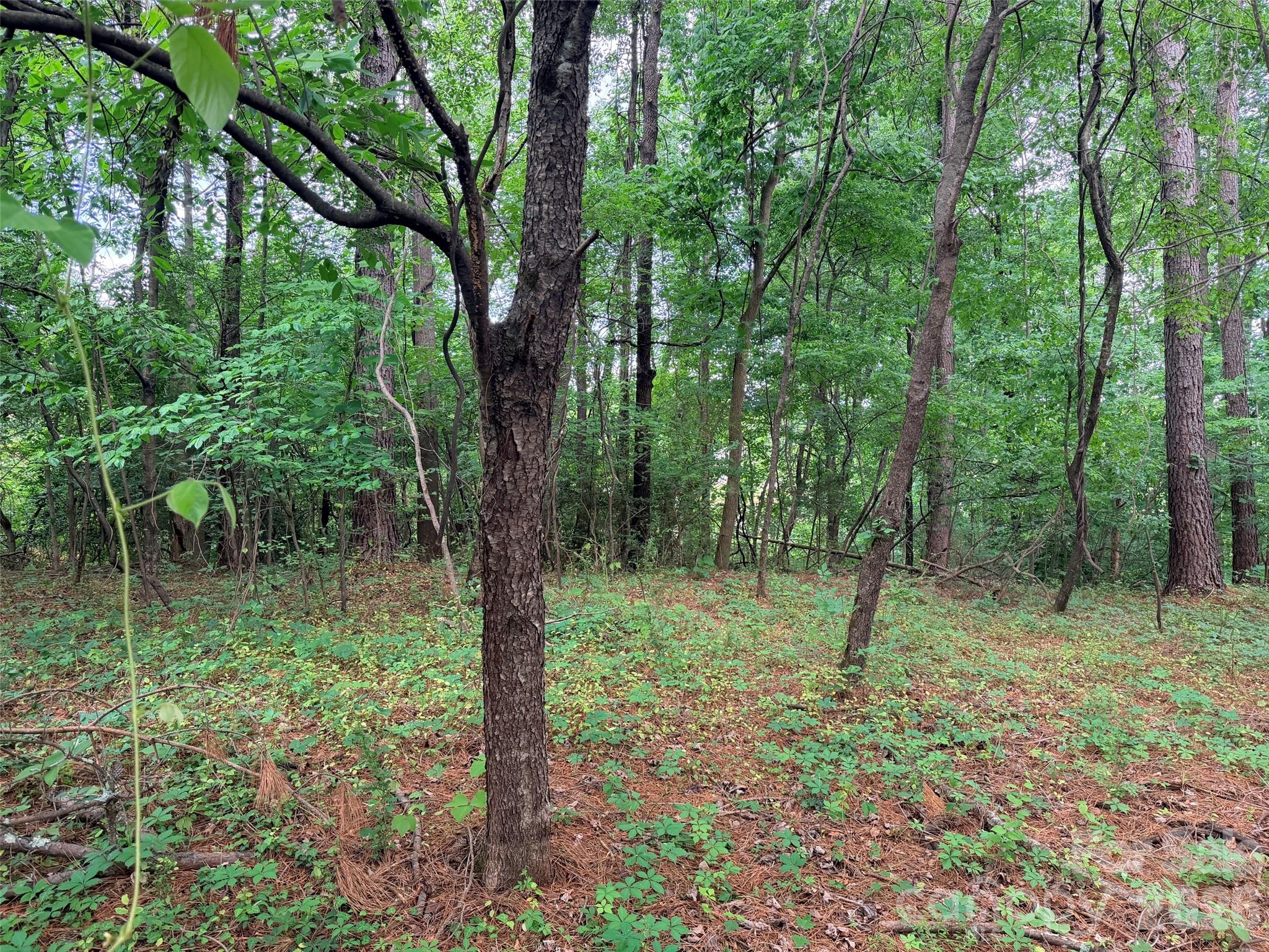 Lot 12 Sheepnose Drive Lake Lure NC 28746