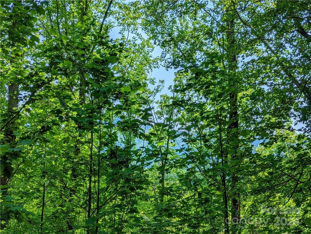 11 Trout Lily Lane Maggie Valley NC 28751