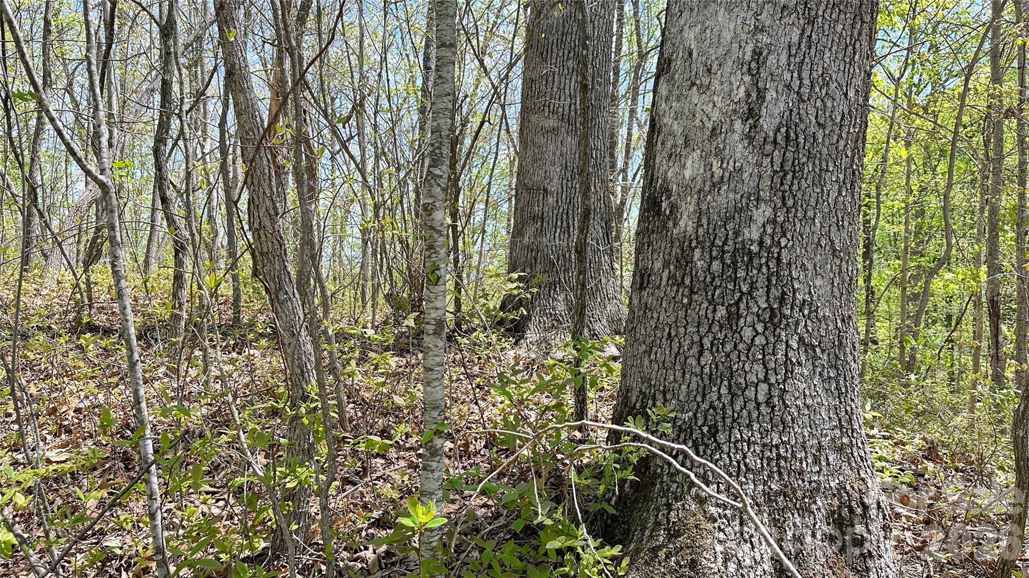 0000 Oat Field Road Tuckasegee NC 28783