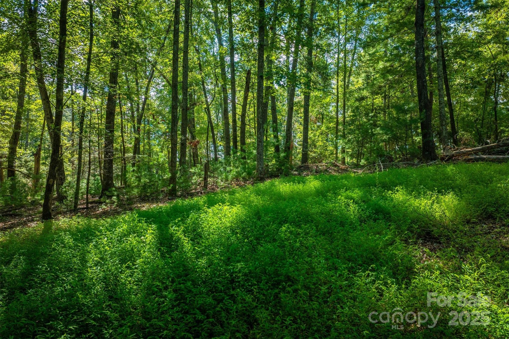 2205 Black Forest Drive Marion NC 28752